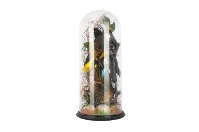 Lot 83 - TAXIDERMY: A LATE 19TH CENTURY DISPLAY OF EXOTIC BIRDS BENEATH A GLASS DOME