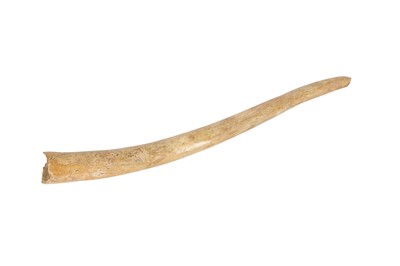 Lot 292 - A WALRUS BACULUM (PENIS BONE) POSSIBLY AN INUIT OOSIK
