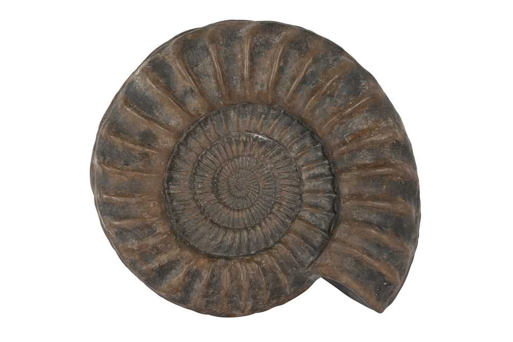 Lot 311 - A LARGE ENGLISH AMMONITE, ARIETITES BUCKLANDI, 195 MILLION YEARS OLD