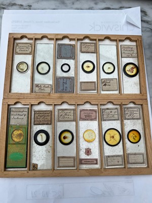 Lot 105 - A COLLECTION OF 19TH AND 20TH CENTURY SPECIMEN MICROSCOPE SLIDES IN A PINE BOX