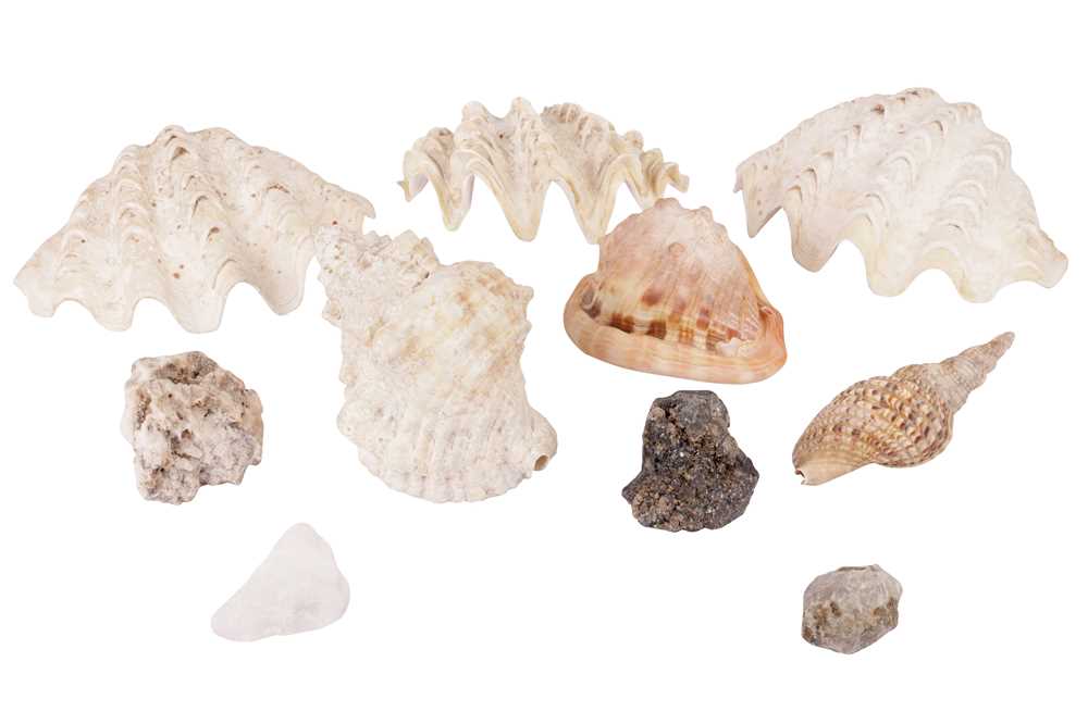 Three Clam Shells Lot 106 - THREE SMALL CLAM SHELLS