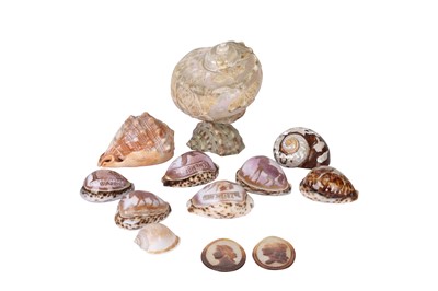 Lot 153 - A COLLECTION OF CARVED SHELLS