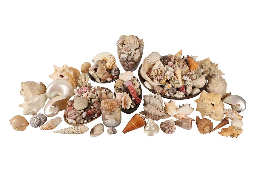 Lot 137 - A LARGE COLLECTION OF VARIOUS SEA SHELLS