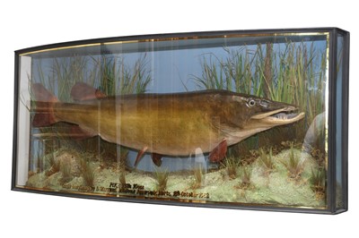 Lot 554 - A BOW FRONTED CASED TAXIDERMY PIKE (ESOX LUCIUS), 20TH CENTURY