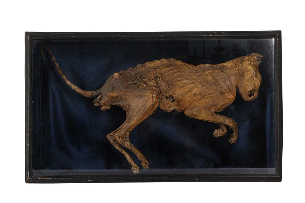 Lot 26 - A MUMMIFIED CAT, DISPLAYED IN EBONISED 'COFFIN'
