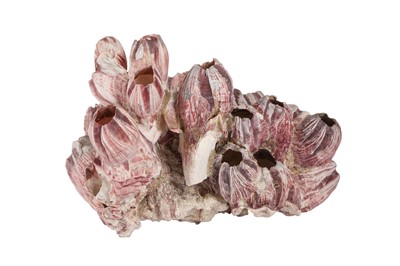 Lot 315 - A LARGE NATURAL PURPLE ACORN BARNACLE CORAL CLUSTER
