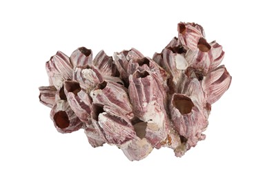 Lot 315 - A LARGE NATURAL PURPLE ACORN BARNACLE CORAL CLUSTER