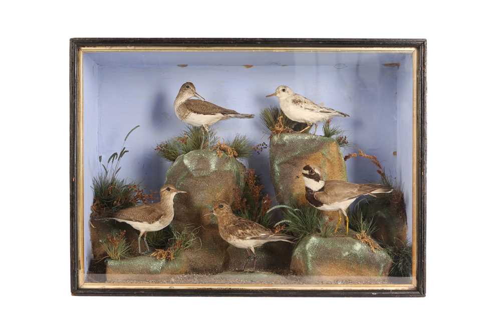 Lot 78 - A TAXIDERMY VICTORIAN MIXED CASE OF FIVE WADING BIRDS