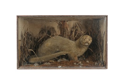 Lot 64 - A TAXIDERMY VICTORIAN OTTER  TOGETHER WITH A STAG'S HEAD