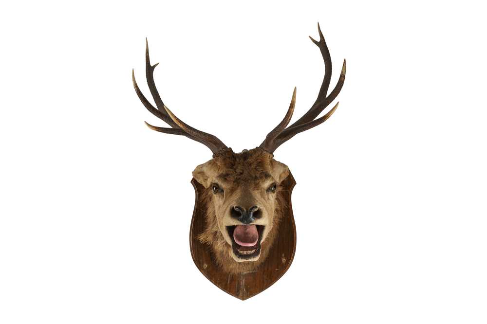 Lot 63 - A TAXIDERMY VICTORIAN STAG'S HEAD