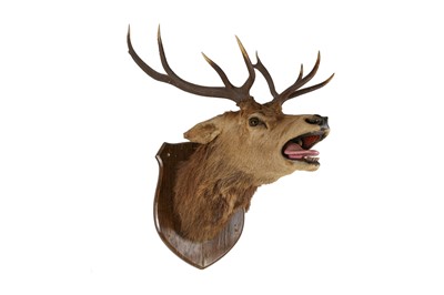 Lot 63 - A TAXIDERMY VICTORIAN STAG'S HEAD
