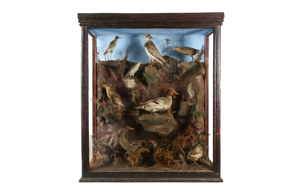 Lot 79 - A LARGE VICTORIAN TAXIDERMY CASE OF ELEVEN WADERS
