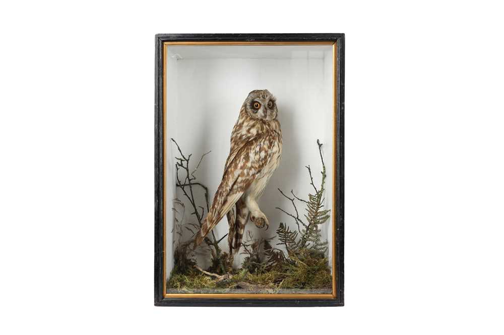 Lot 76 - A VICTORIAN TAXIDERMY  SHORT EARED OWL