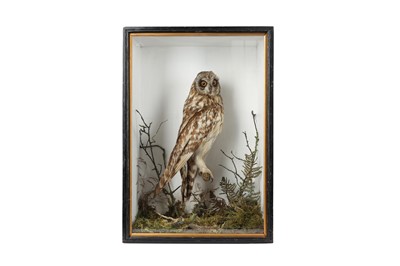 Lot 76 - A VICTORIAN TAXIDERMY  SHORT EARED OWL