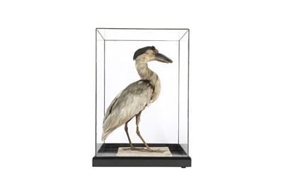 Lot 21 - A VICTORIAN TAXIDERMY BOAT BILLED HERON