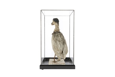 Lot 21 - A VICTORIAN TAXIDERMY BOAT BILLED HERON