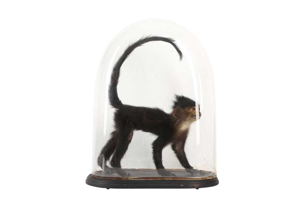 Lot 216 - A VICTORIAN MONKEY SPECIMEN