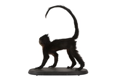 Lot 216 - A VICTORIAN MONKEY SPECIMEN