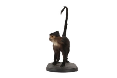 Lot 216 - A VICTORIAN MONKEY SPECIMEN