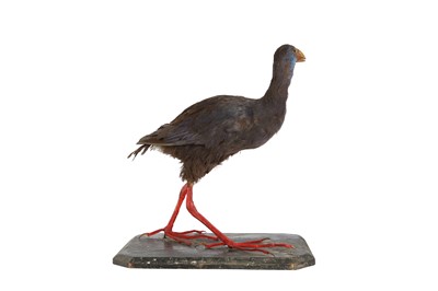 Lot 125 - A VICTORIAN TAXIDERMY AFRICAN PURPLE SWAMP HEN