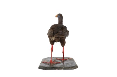 Lot 125 - A VICTORIAN TAXIDERMY AFRICAN PURPLE SWAMP HEN
