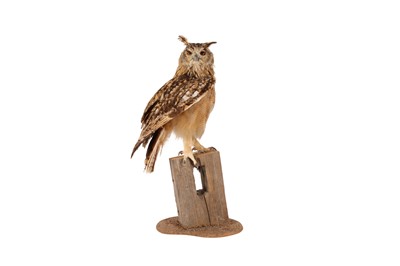 Lot 71 - A TAXIDERMY INDIAN EAGLE OWL ON BASE