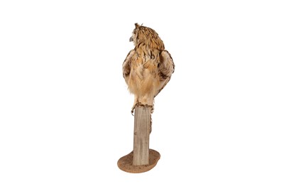 Lot 71 - A TAXIDERMY INDIAN EAGLE OWL ON BASE