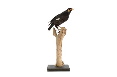 Lot 213 - A VICTORIAN TAXIDERMY HILL MYNAH BIRD