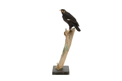 Lot 213 - A VICTORIAN TAXIDERMY HILL MYNAH BIRD