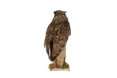 Lot 18 - A TAXIDERMY MAGELLAN EAGLE OWL