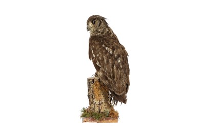 Lot 18 - A TAXIDERMY MAGELLAN EAGLE OWL