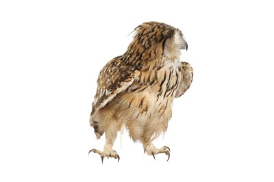 Lot 212 - A TAXIDERMY INDIAN EAGLE OWL
