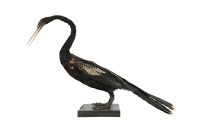 Lot 211 - A VICTORIAN TAXIDERMY INDIAN DARTER
