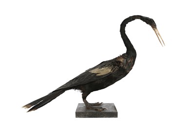 Lot 211 - A VICTORIAN TAXIDERMY INDIAN DARTER