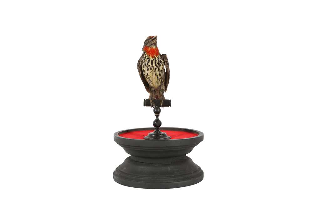 Lot 88 - A  VICTORIAN TAXIDERMY BLACK SPOTTED BARBET