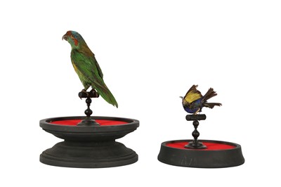 Lot 89 - A VICTORIAN TAXIDERMY MUSK LORIKET TOGETHER WITH A RED LEGGED HONEY CREEPER