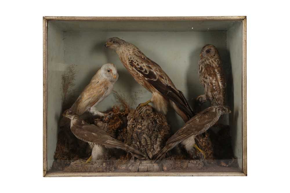 Lot 73 - A VICTORIAN TAXIDERMY CASE CONTAINING A RED KITE, BARN OWL, TAWNY OWL AND TWO SPARROW HAWKS