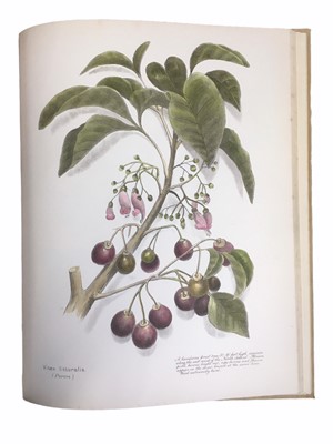 Lot 625 - Botany: Harris. Ferns, Flowers & Berries