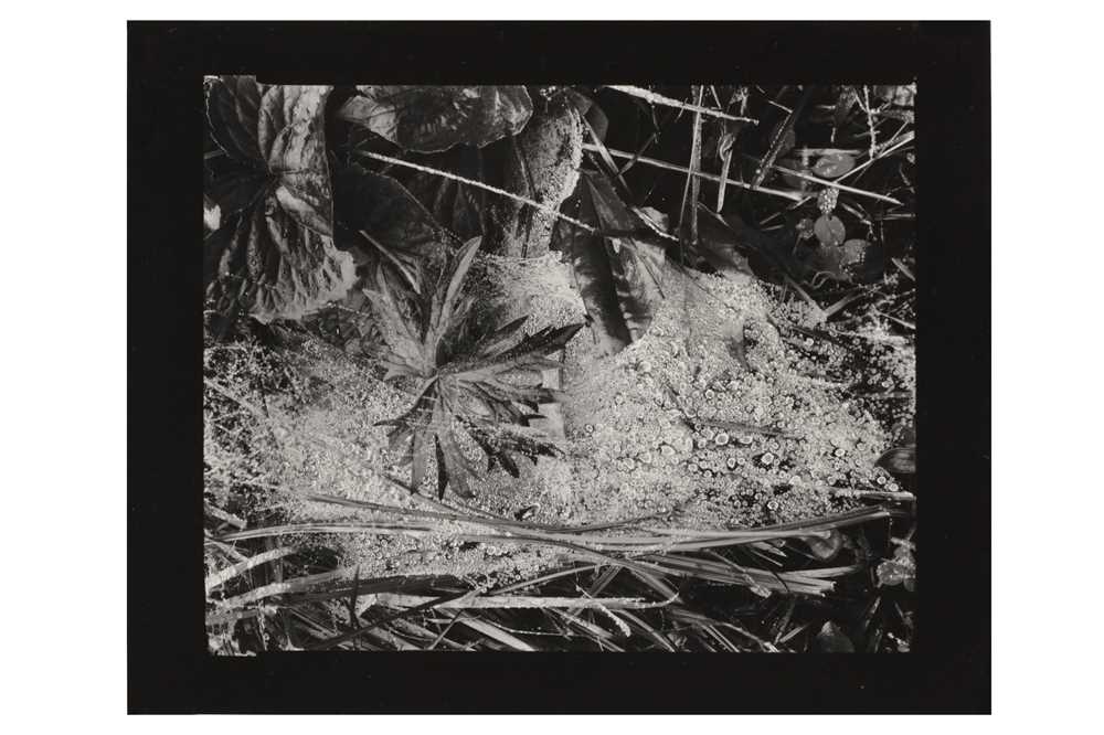 Lot 327 - Paul Strand (1890-1976)