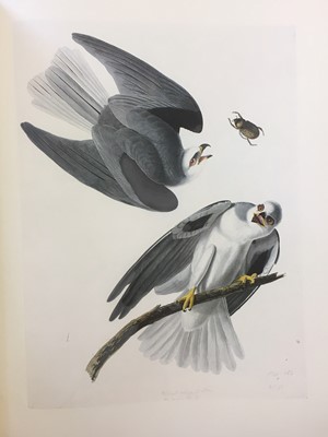 Lot 638 - Ornithological Illustration.- Audubon (John James)