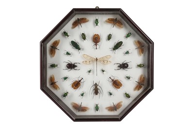 Lot 96 - A CASED DISPLAY OF BEETLES AND A DRAGON FLY