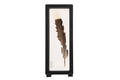 Lot 121 - A TAIL FEATHER OF THE EXTINCT HUIA