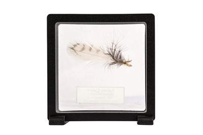 Lot 114 - A FEATHER OF THE EXTINCT ESKIMO CURLEW