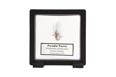 Lot 115 - A FEATHER OF THE EXTINCT PARADISE PARROT