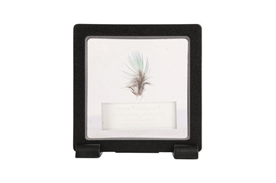 Lot 115 - A FEATHER OF THE EXTINCT PARADISE PARROT