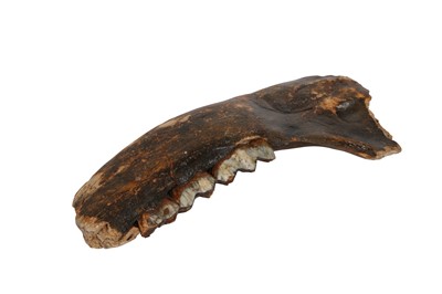 Lot 291 - A FOSSILISED SECTION OF LOWER JAW FROM AN EXTINCT IRISH ELK