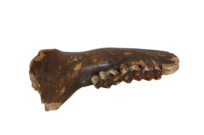 Lot 291 - A FOSSILISED SECTION OF LOWER JAW FROM AN EXTINCT IRISH ELK