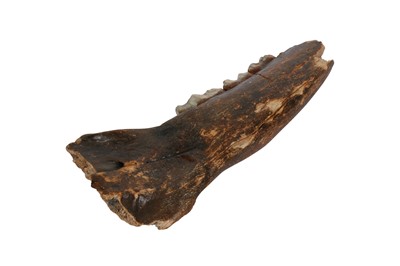 Lot 291 - A FOSSILISED SECTION OF LOWER JAW FROM AN EXTINCT IRISH ELK