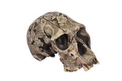 Lot 289 - A REPLICA OF THE SKULL OF THE OLDEST HUMAN SPECIES, HOMO HABILIS