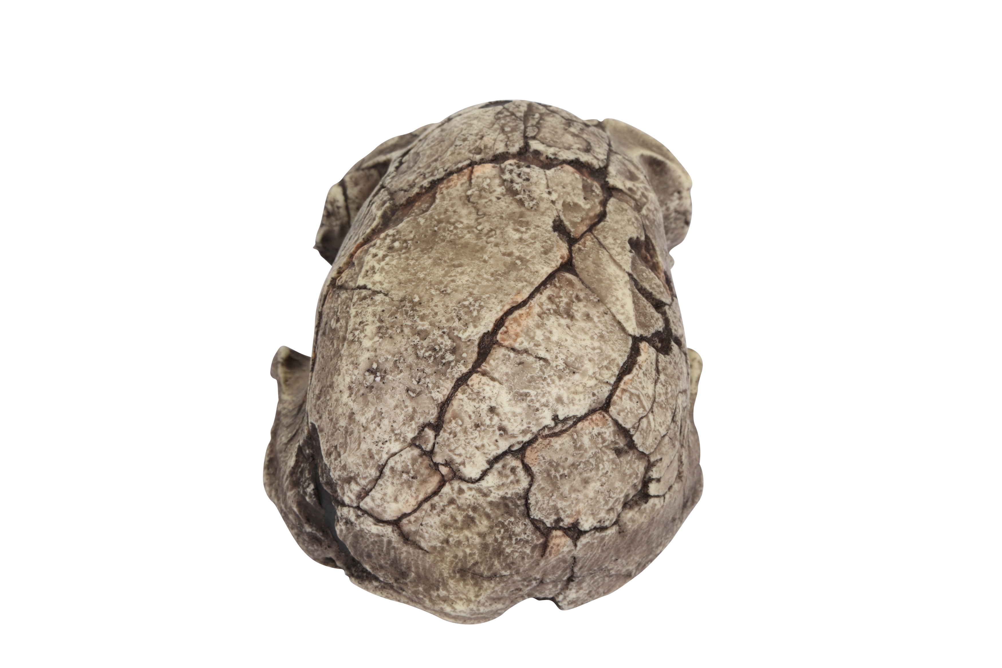 Lot 289 A REPLICA OF THE SKULL OF THE OLDEST HUMAN